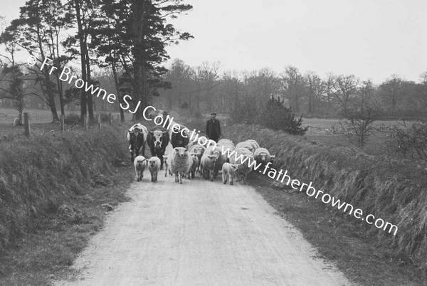 DRIVING SHEEP ON ROAD